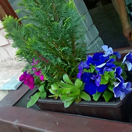 Belvarosi Yanıkkale