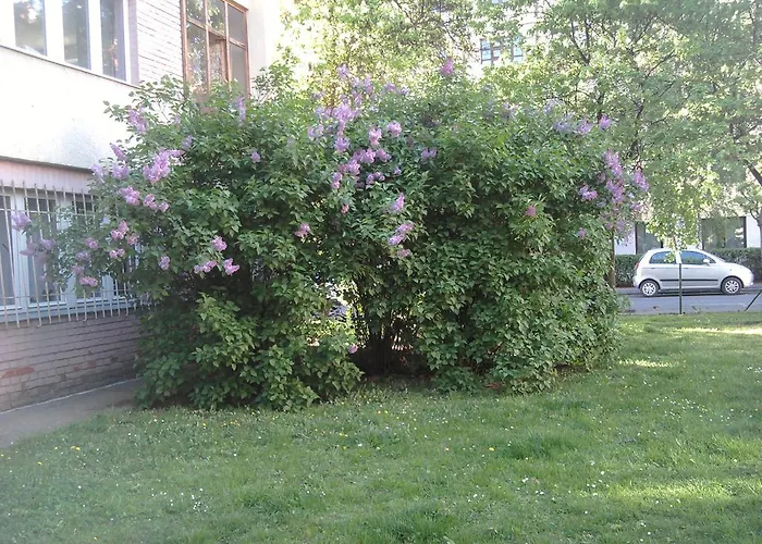 Belvarosi *
