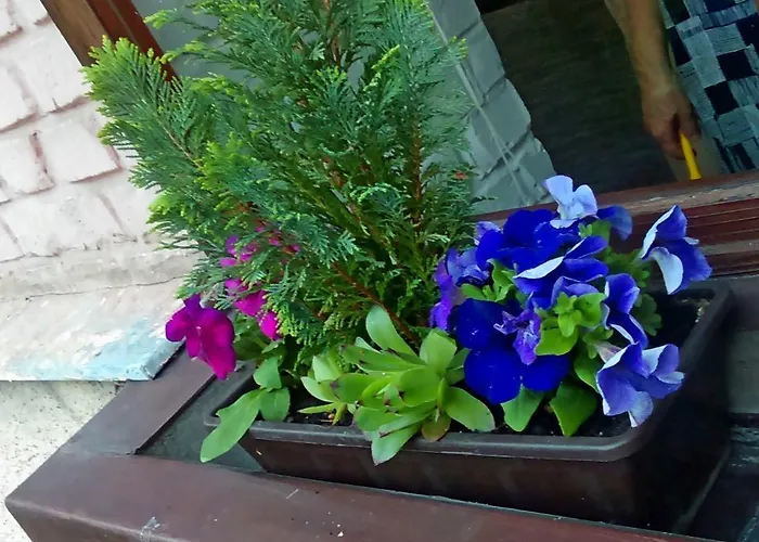 Belvarosi Studio Gyor